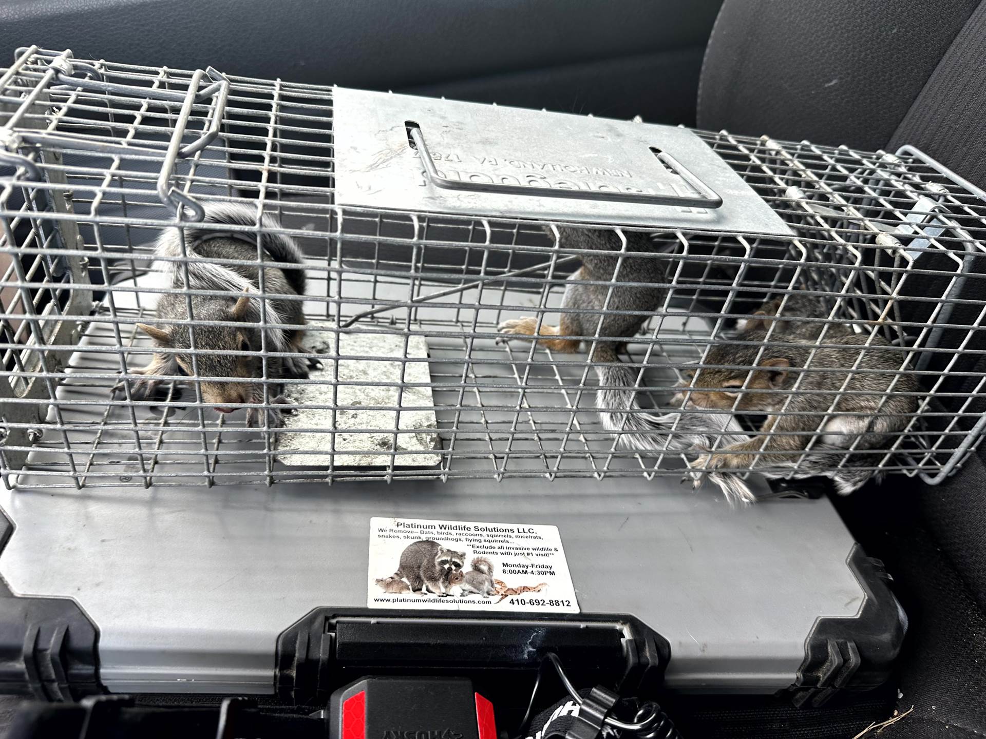 Platinum Wildlife Removal Reviewsnull
